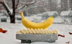 The Enigma of Penis Size, Softness, Hardness, Time, and Liveliness: What Women Really Care About?